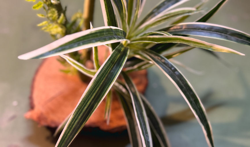 Escenario y atrezzo para eventos y fotografía, ideal para crear ambientes únicos y personalizados