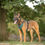Thumbnail: Harness zwart L