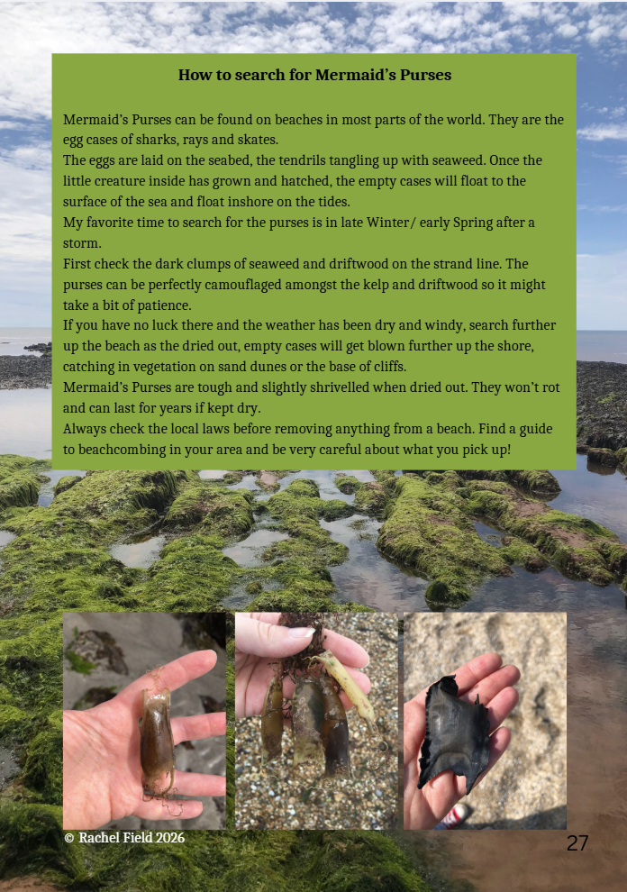 Guide on searching for Mermaid's Purses on a rocky beach. Images show hands holding purse cases. Text explains identification tips. Sky partly cloudy.