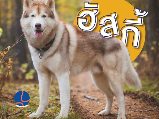 คู่มือเลี้ยงสุนัขไซบีเรียน ฮัสกี้ อาหาร วิธีเลี้ยง [พร้อมราคา] 