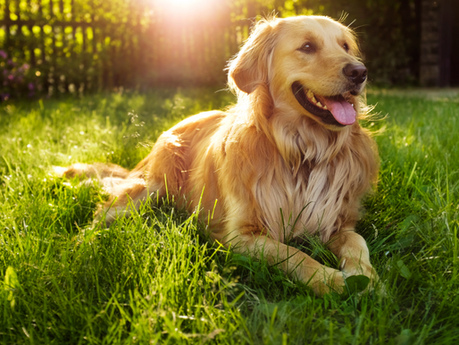 10 ฟาร์มหมาโกลเด้น รีทรีฟเวอร์ในไทย ข้อมูลติดต่อ [พร้อมราคา]