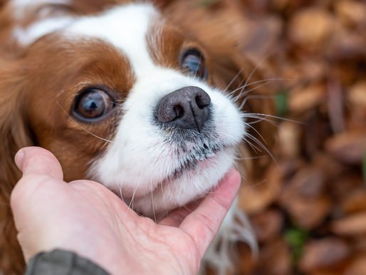 6 ฟาร์มหมาคาวาเลียร์ คิงชาลส์ สแปเนียล ในไทย ข้อมูลติดต่อ [พร้อมราคา]