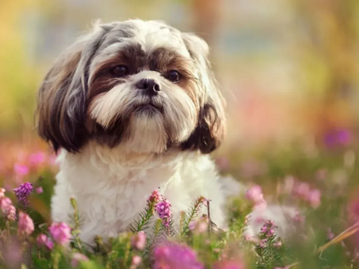 สุนัขสายพันธุ์ชิสุ อาหาร วิธีเลี้ยง [พร้อมราคา]
