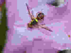 Queensland Fruit Fly.jpg