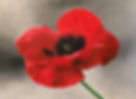 IMG_6977.jpeg