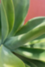 Thumbnail: 'Agave II' acrylic glass print