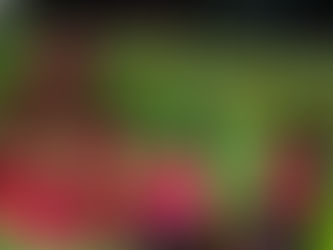 LOS BRAVOS SIGUEN DANDO UN GRAN TORNEO