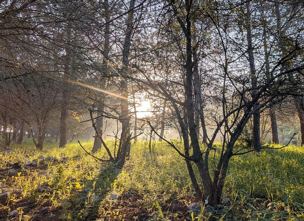 עותק של יער 2 (1).jpg
