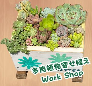 多肉植物寄せ植え.png