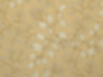 Botanical vine-and-berry patterned upholstery fabric in ivory and blue-gray on warm tan, Eden in Branch by Phoenix Textiles.