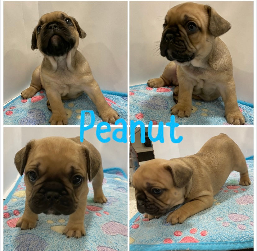 Thumbnail: Puppies April 2023