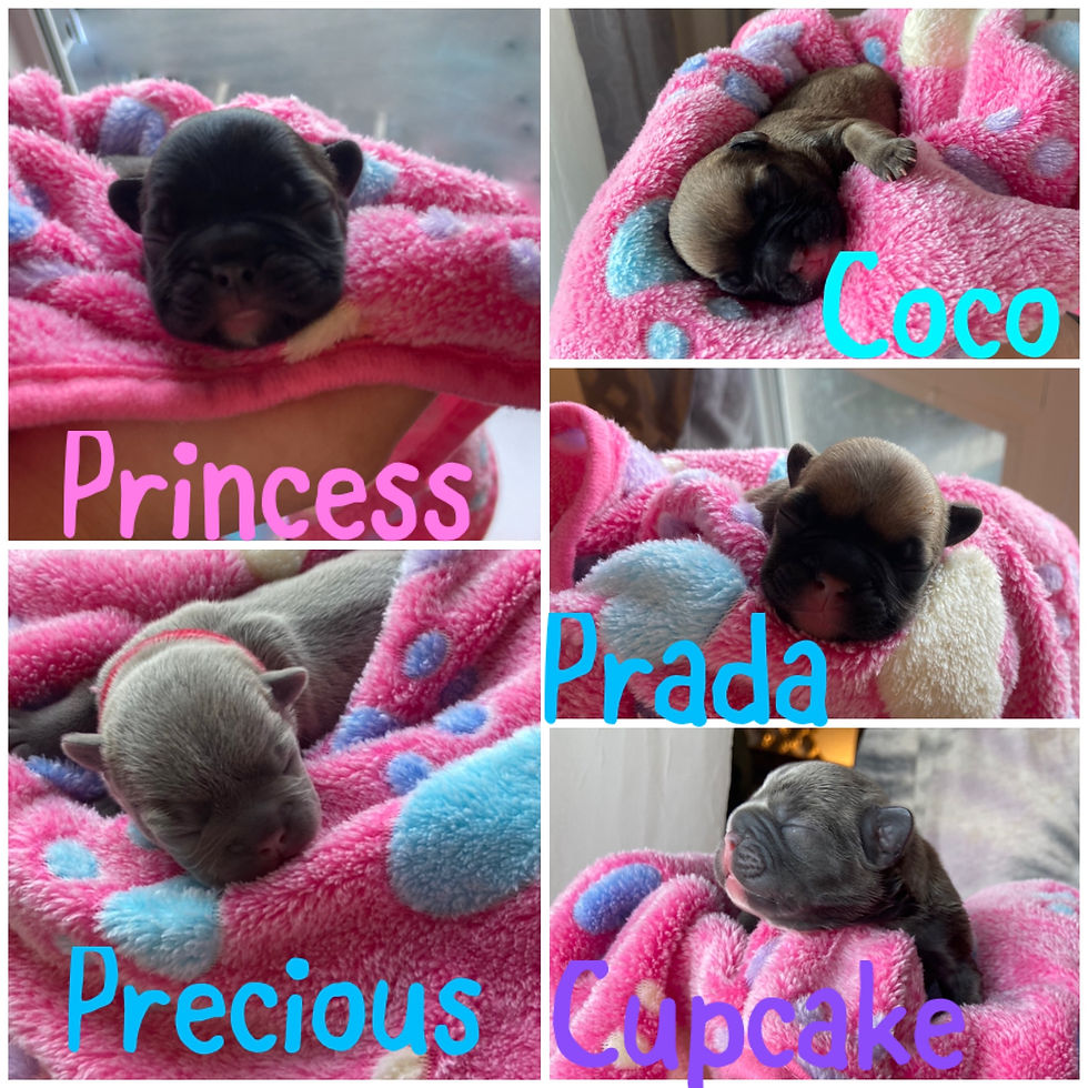 Thumbnail: Puppies April 2023
