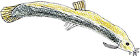 小学生が描いた魚3