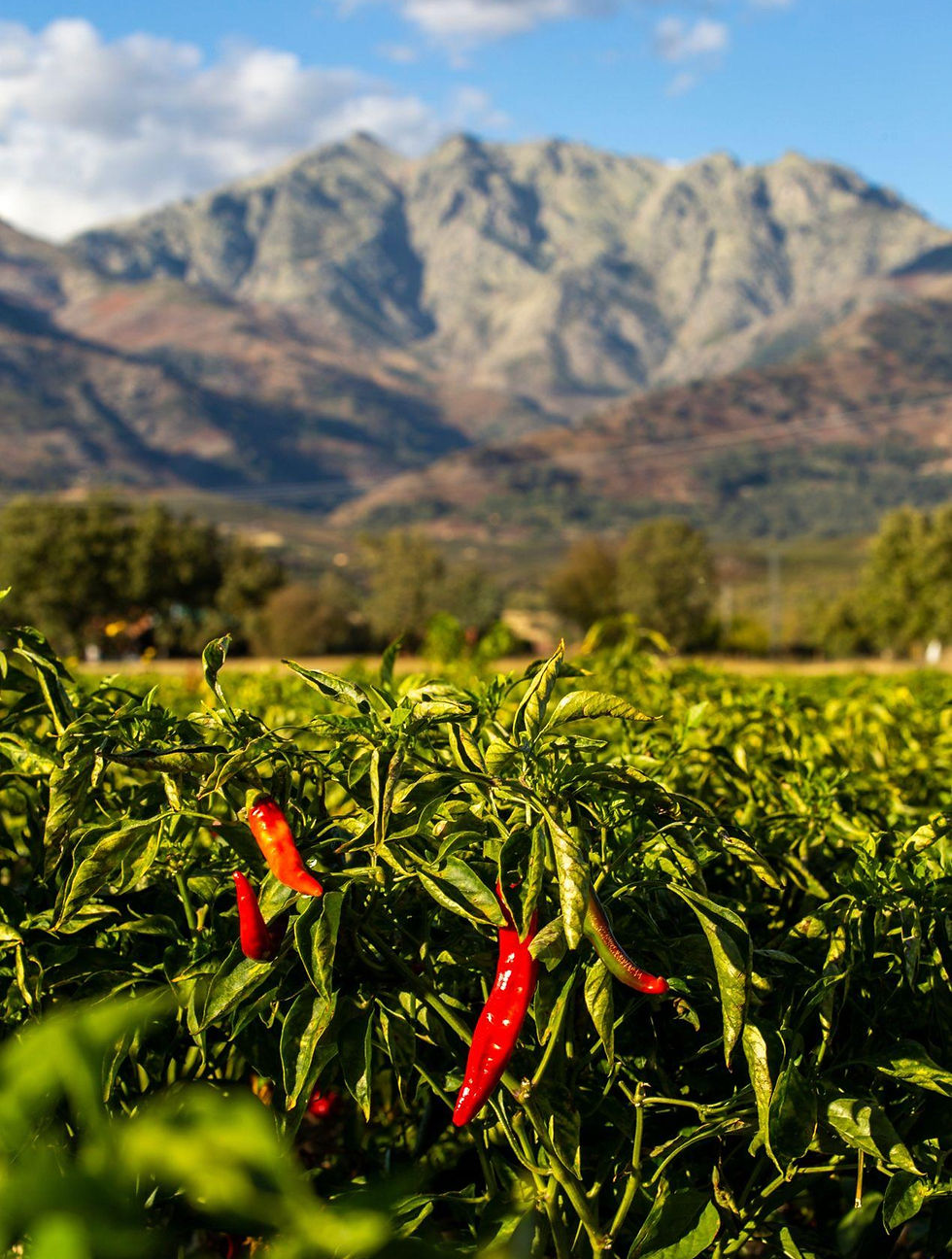 Cultivo de pimentón en Candeleda