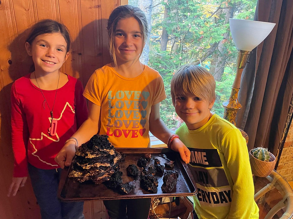 Foraging Chaga mushrooms