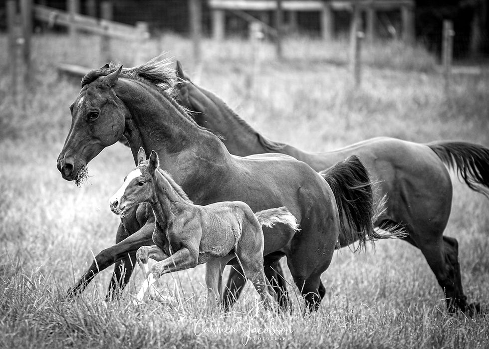 *PHOTOGRAPH BY CARMEN JACOBSON PHOTOGRAPHY