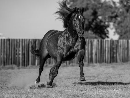 WHAT IT ACTUALLY COSTS TO MARKET A STALLION IN 2026