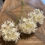 Thumbnail: A 3 flower stem faux Allium Abigail Ahern cream