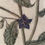 Thumbnail: Framed botanical print on linen - Borage plant