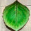 Thumbnail: Small ceramic hydrangea leaf Christian Tortu Riviera Costa Nova
