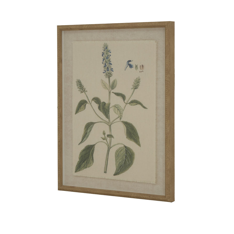 Framed botanical print on linen - Salvia plant