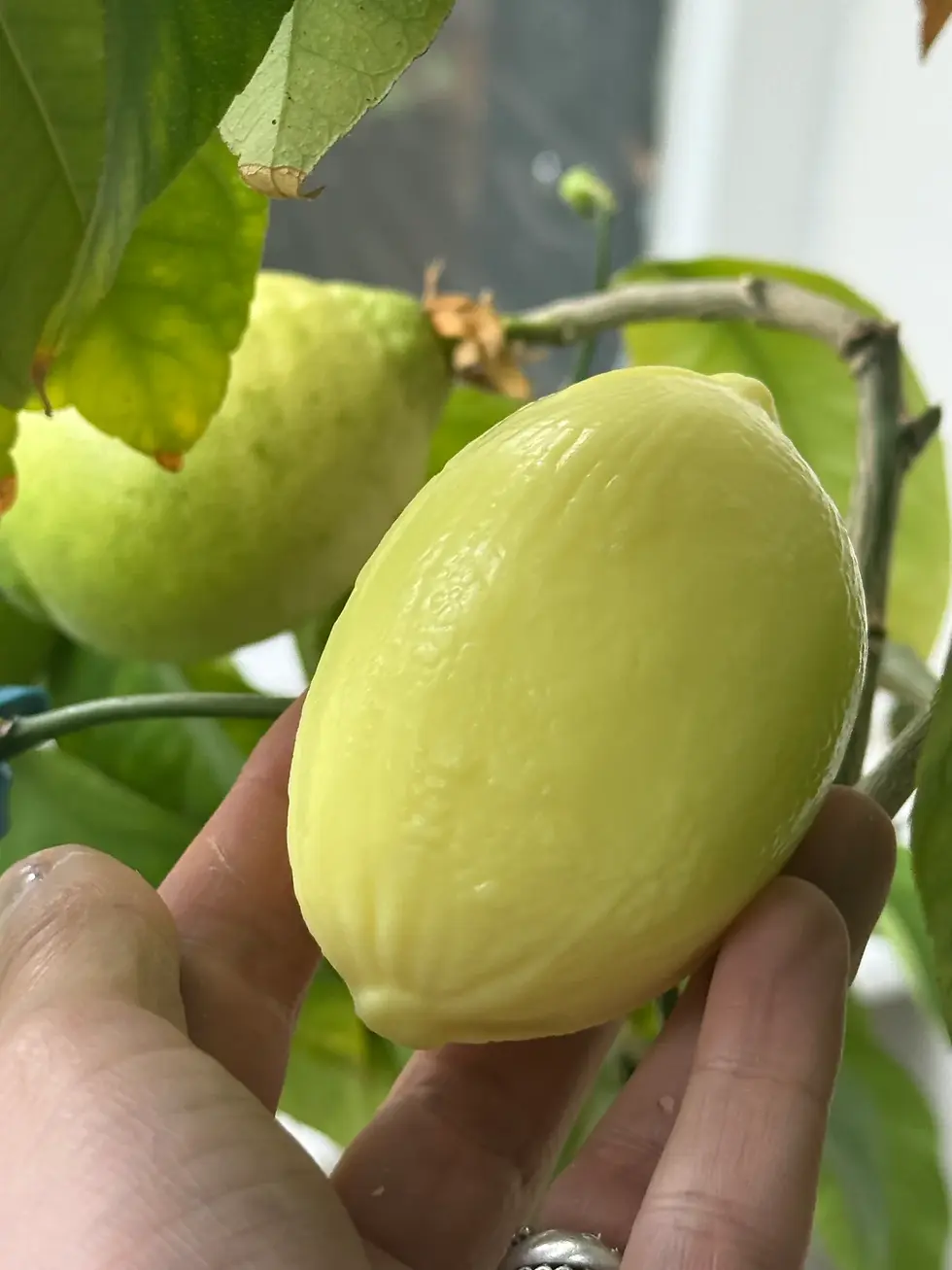 Set of 2 lemon shaped and fragranced Marseille soaps