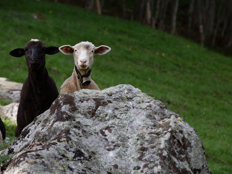 Swisswool – Nachhaltige Schweizer Wolle