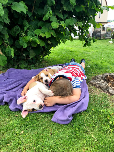 Familienhunde, Aufzucht Amstaff Welpen, Amstaff, Bo Bandit Kennel, treue & kinderliebe Hunde