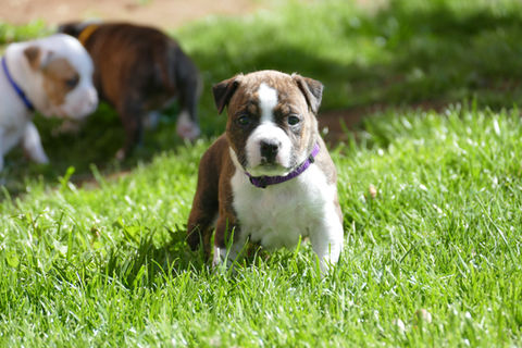 Familienhunde, American Staffordshire Terrier, Welpenaufzucht Göttingen, Bo Bandit Kennel
