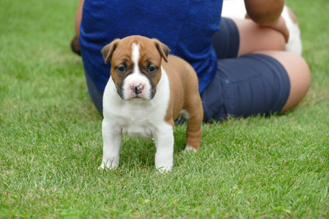 American Staffordshire Terrier, treue & kinderliebe Hunde, Fellnase, Welpenaufzucht