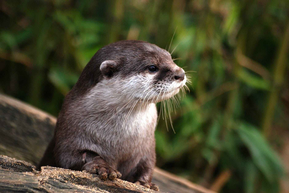 nature animal cute fur