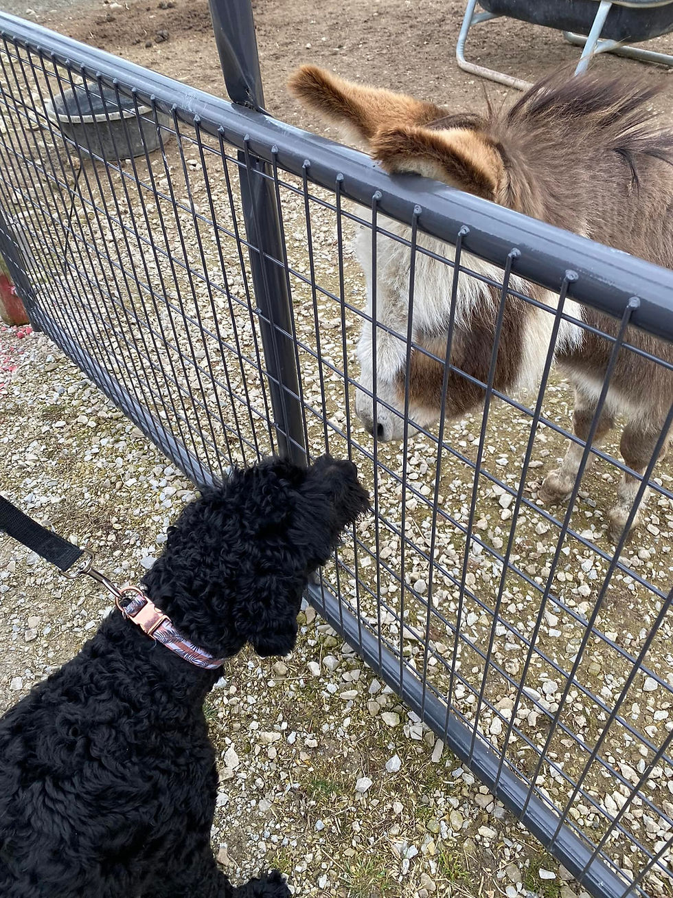 a black Goldendoodles meeting a mini donkey