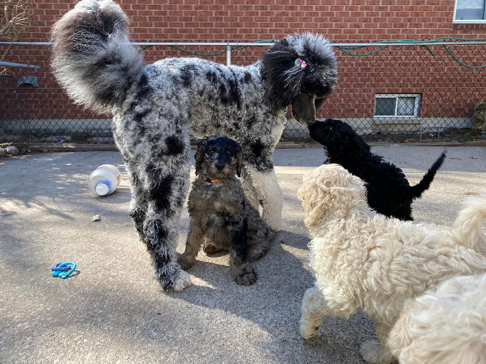 merle standard poodle, black standard poodle, cream standard poodle