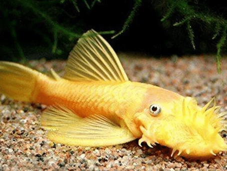 Bristlenose Pleco