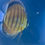 Thumbnail: Wild Blue Discus