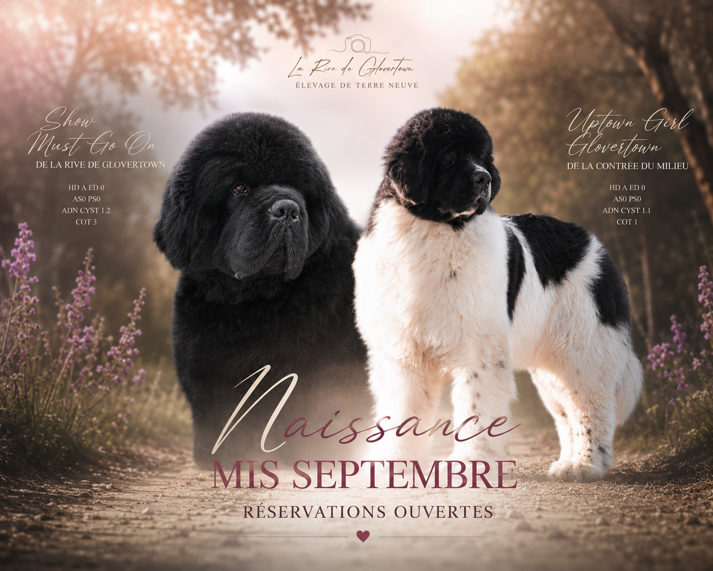 Naissance prévue mis septembre