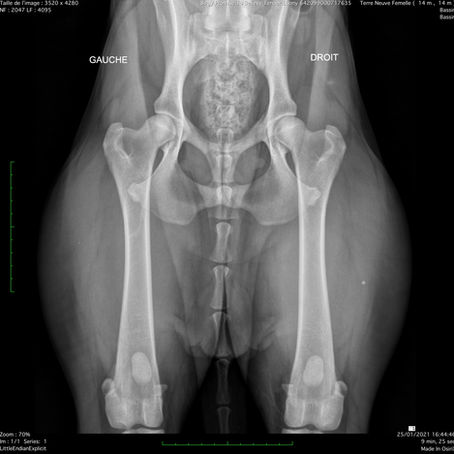 La Dysplasie chez le Chien : Comprendre, Prévenir et Soigner !