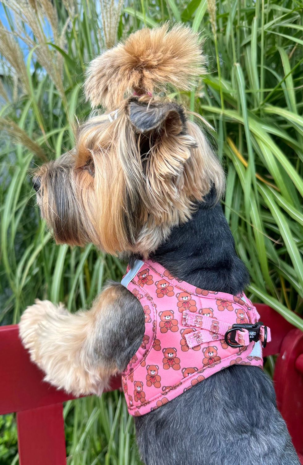 Miniaturbild: Geschirr "Bär“ für kleine Hunde  und Katzen