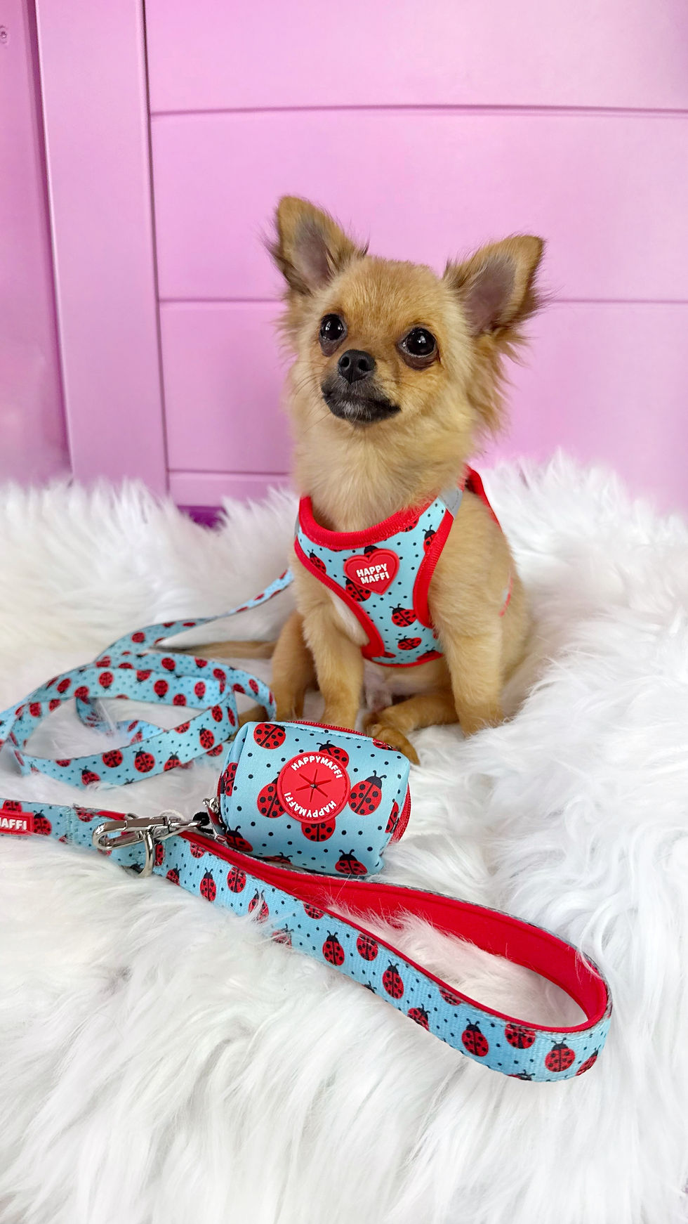 Miniaturbild: Leine „Marienkäfer“