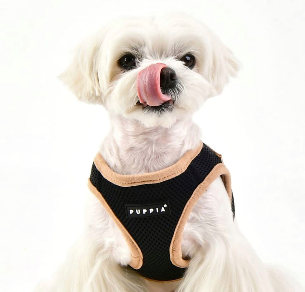 Miniaturbild: Puppia Soft Vest Harness B II schwarz
