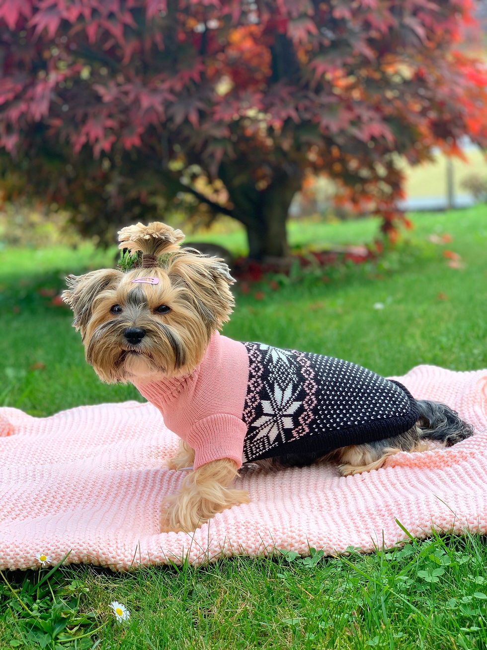 Miniaturbild: Pullover "Flor Polar" rosa