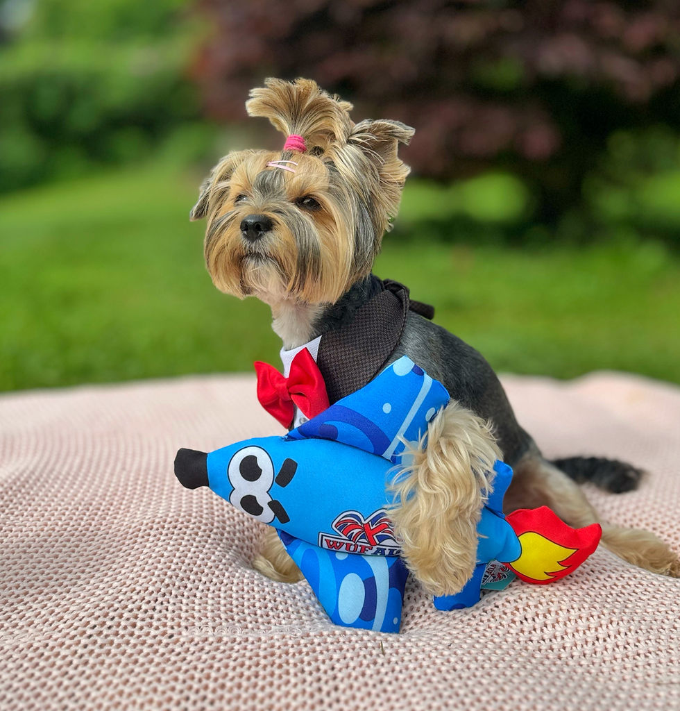 Miniaturbild: Hundespielzeug Flugzeug 