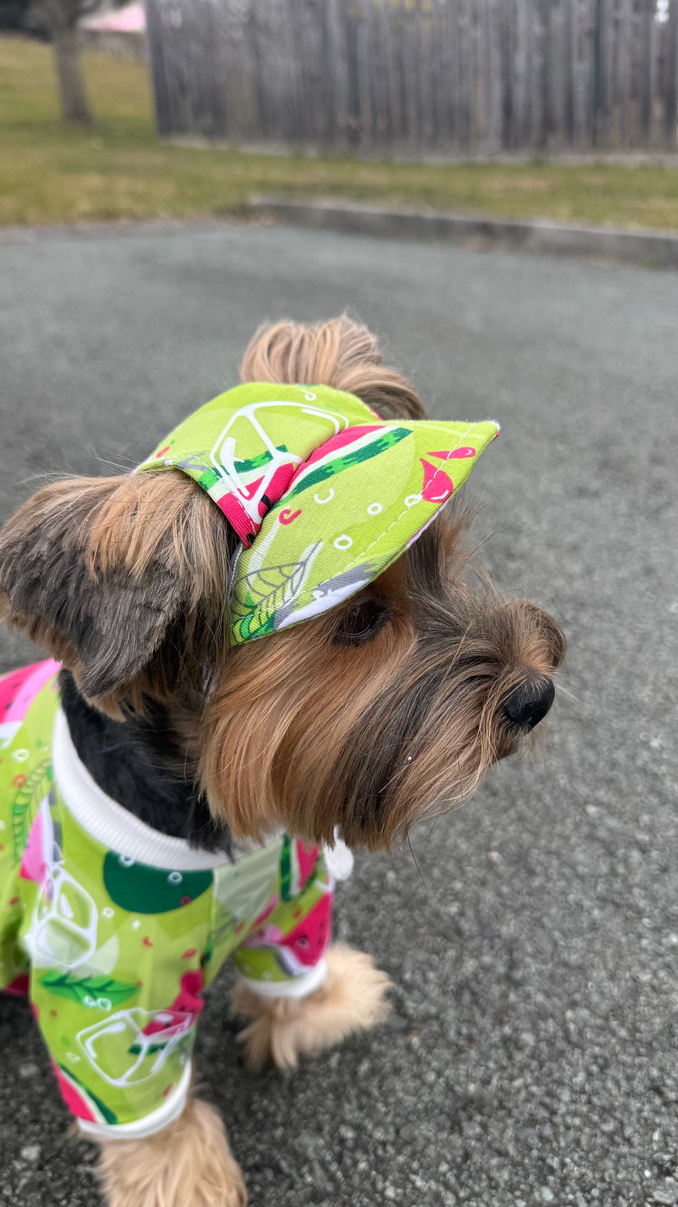 Miniaturbild: Kappe für Hunde "Wassermelone"