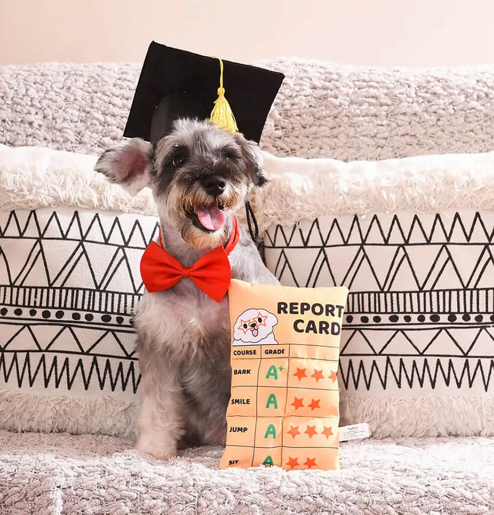 Miniaturbild: Report Card