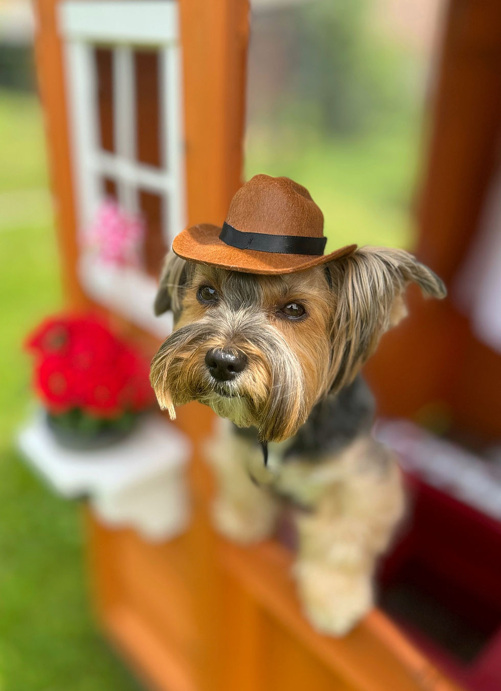 Miniaturbild: Cowboy Hut  für Hunde
