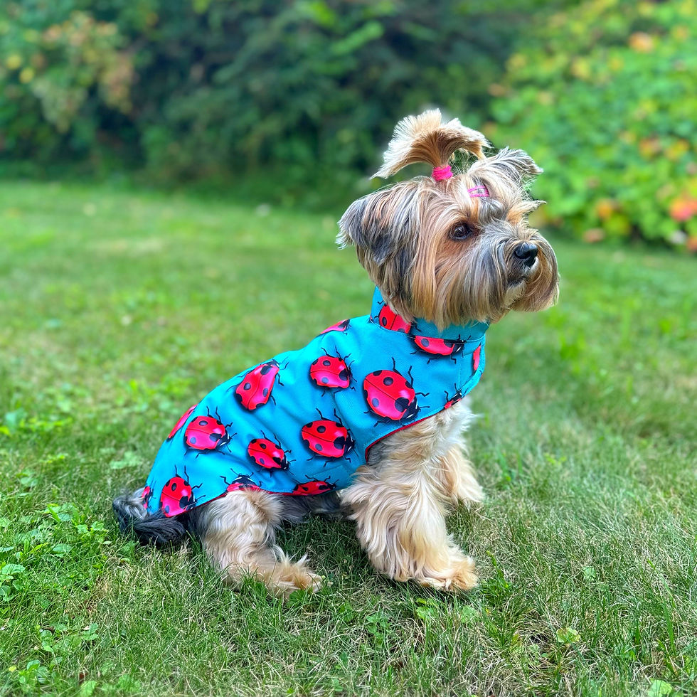 Miniaturbild: Regenjacke „Marienkäfer“