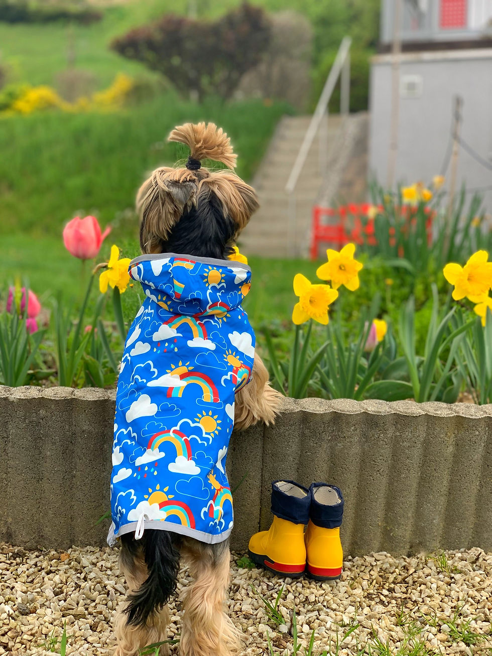 Miniaturbild: Reversible Regenjacke "Rainbow"