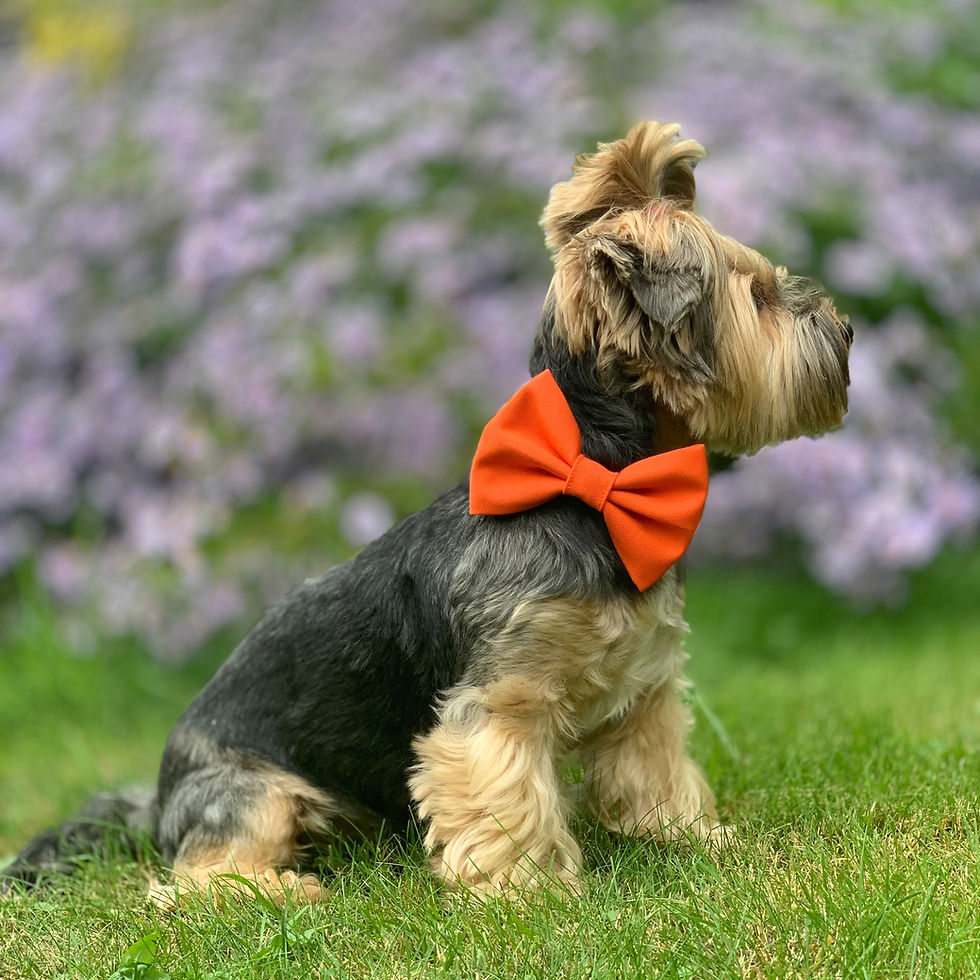 Miniaturbild: Hunde Fliege orange