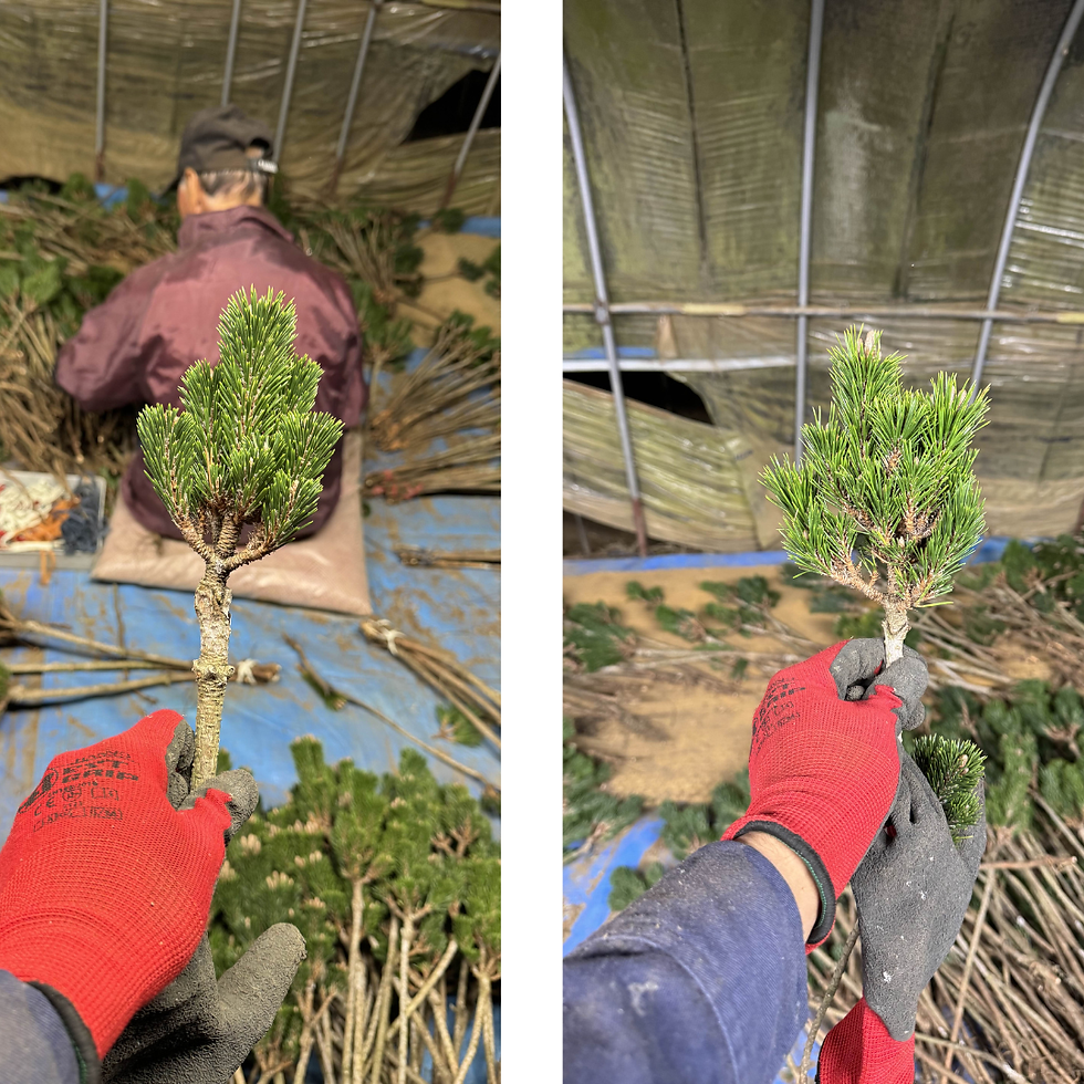 白寿と白寿(特)の違い