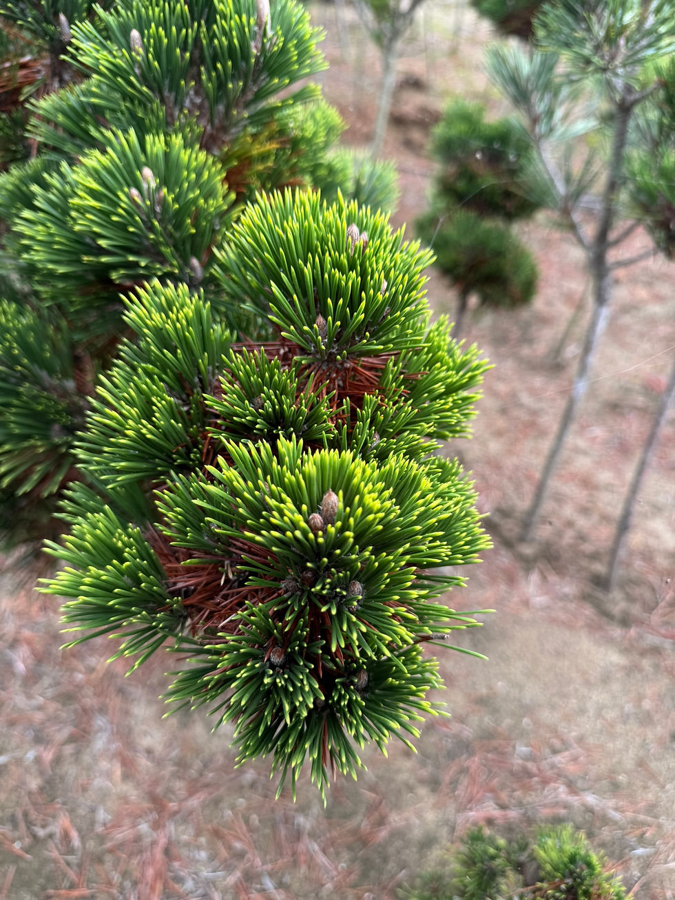 弊社独自品種夜光松について